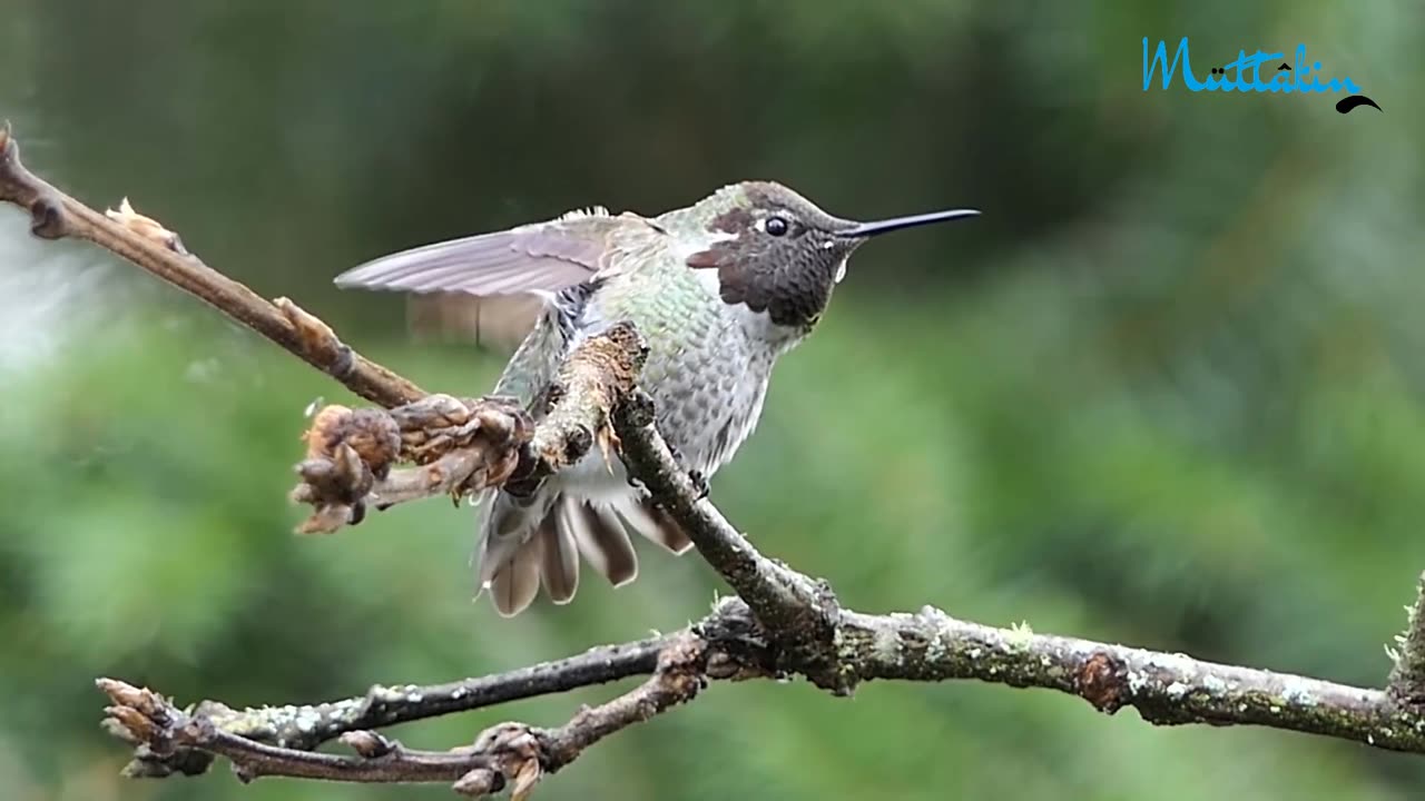 Birds Are The Queens of Nature Full HD | Birds Sound | Bird of Paradise | Wildlife Film - 2023