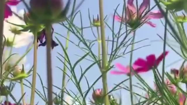 so beautiful pink flowers