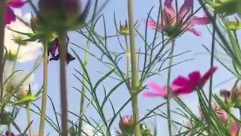 so beautiful pink flowers