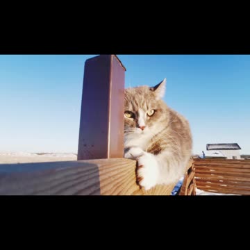 See what cats do when they are in danger🐀🐀🐱🐱