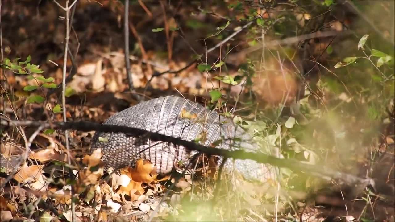 Armadillo Animal Armour Dasypus Novemcinctus Fauna