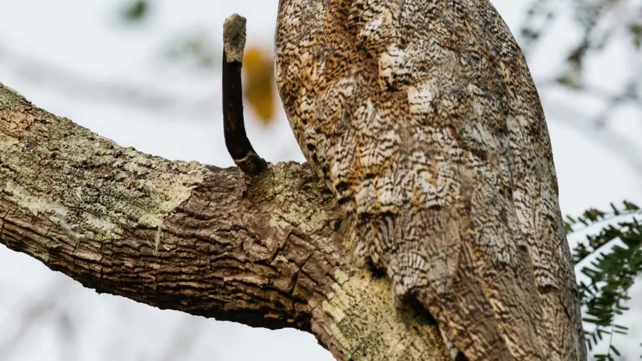 Potoo - The Ghost Bird