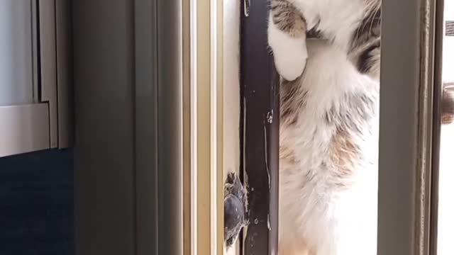 THIS CAT CAN MAKE YOU LAUGH