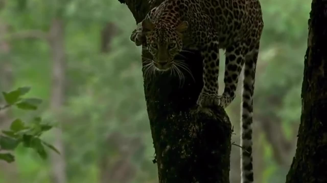 Tiger on the tree.