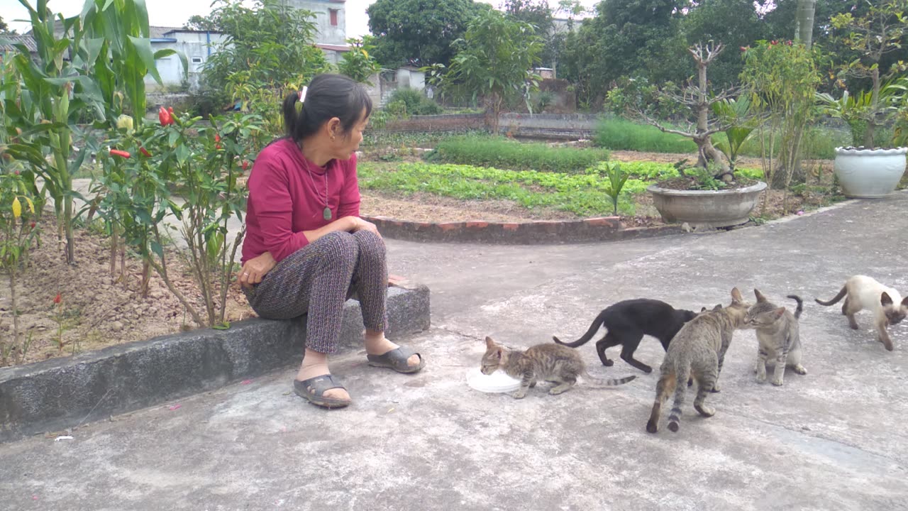 video cute cat