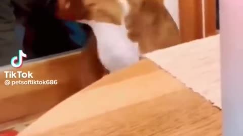 Your daily dose of funny cute dogs #relaxmydog #funny #dogs #funnydogs
