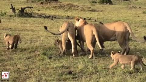 Four Lionesses Defend Their Cubs from Male Lion