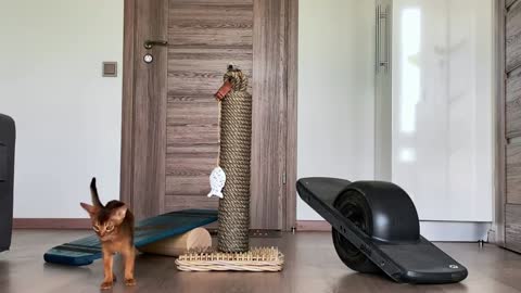 Cute Abyssinian cat playing indoors with different toys, jumping around