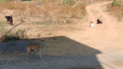 Stray dogs separating two locked dogs on the street