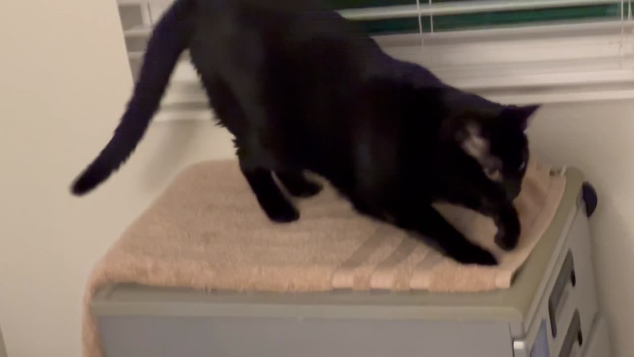 Adopting a Cat from a Shelter Vlog - Cute Precious Piper Holds On with Her Tail