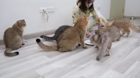 Funny animal video