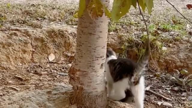 Two kittens are playing, they are very happy