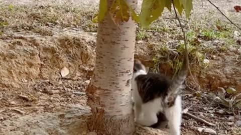 Two kittens are playing, they are very happy