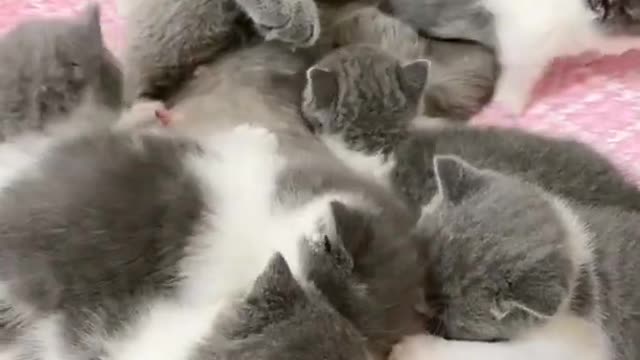 The little kitten is feeding on its mother's milk|| rumble video||#rumblevideo