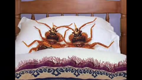 bed bugs movie - pranknet archive