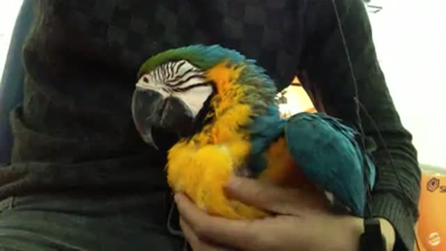 Funny Videos: Rio go to sleep