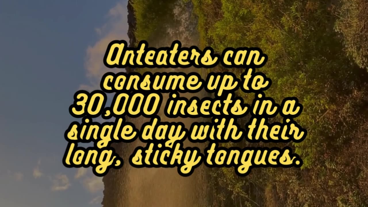Animal Facts Anteaters #shorts
