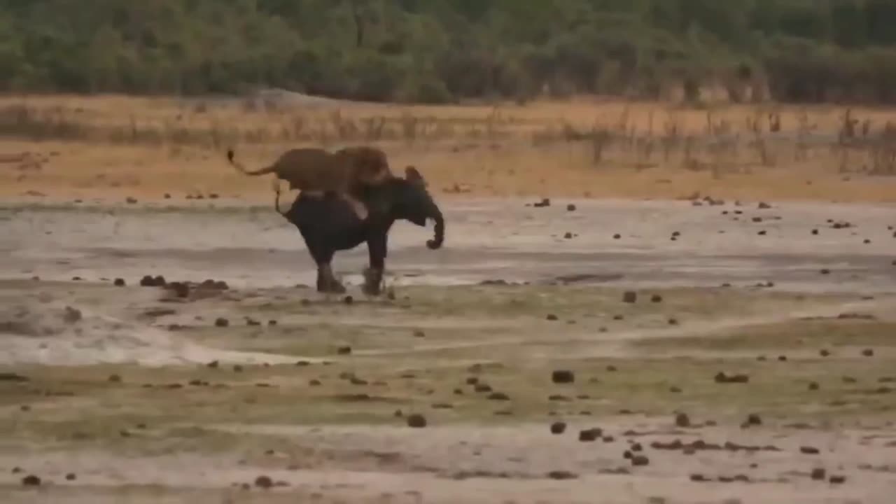 Dog-Like Lion's Daring Leap: Playful Romp on a Chubby Elephant's Back!