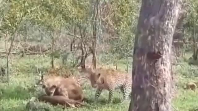 Leopard dare not fight against hyena