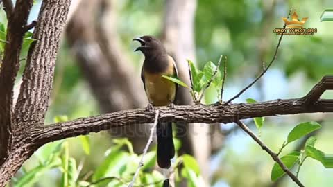 The unique sound of birds chirping in the wild habitat