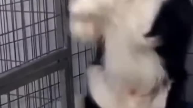 Funny dog video 😆