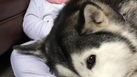 Baby love and dog play with baby 🍼