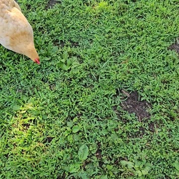 OMC! Why did this hen try to taste my jeans? Is it because they were new? #why #chickens #shorts
