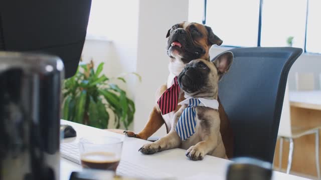 French Bulldog And Bulldog Puppy Dressed As Businessmen Sitting At Desk Looking At Computer