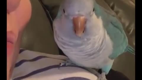 Funny Parrots Compilation