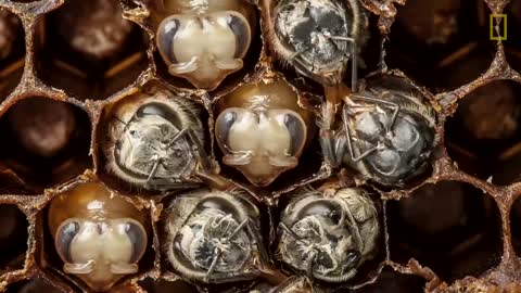 Amazing Time-Lapse: Bees Hatch Before Your Eyes