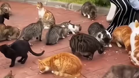 Animal