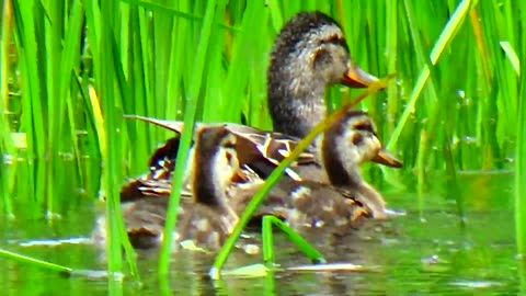 Duck Family