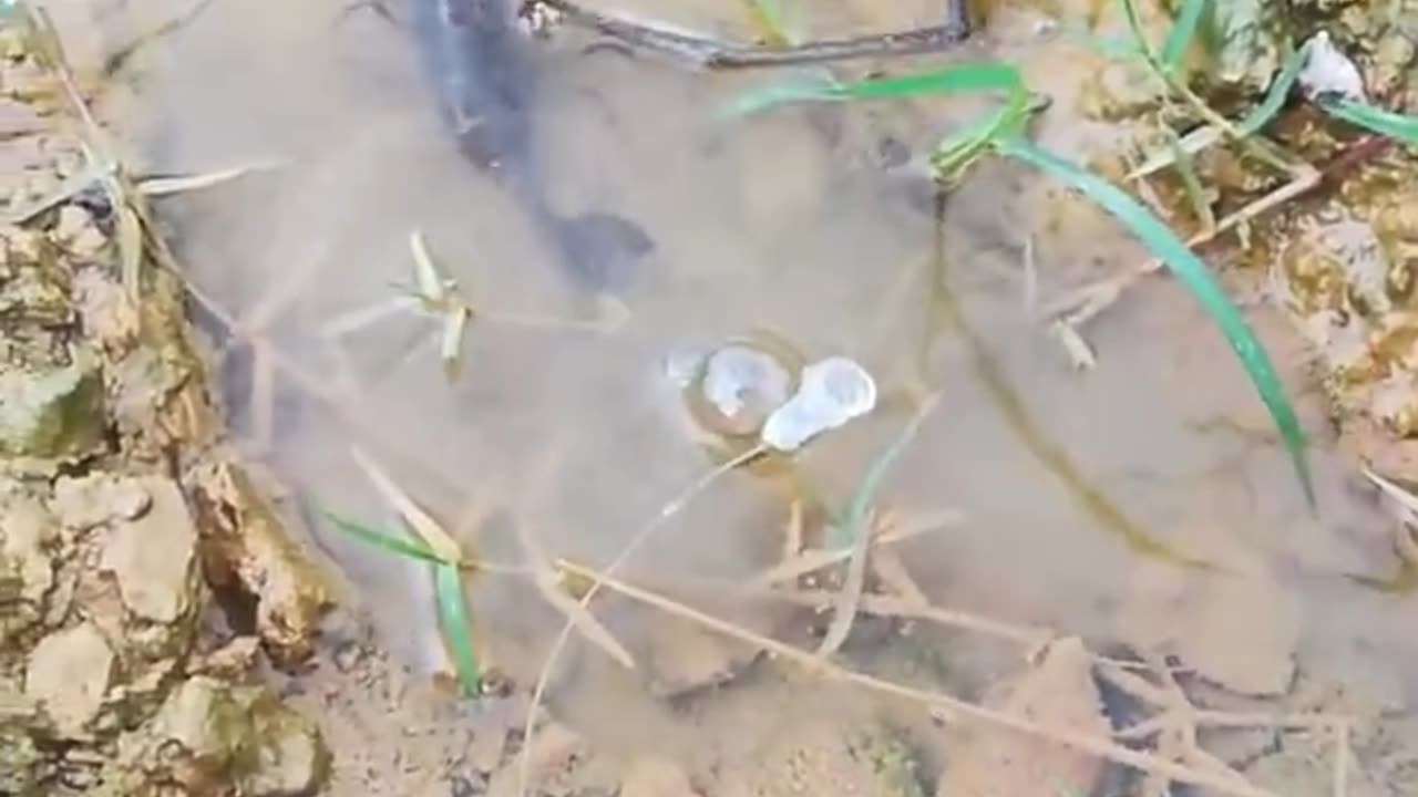 New Primitive Technology FISH TRAP with Fishing Kambo #short (1)