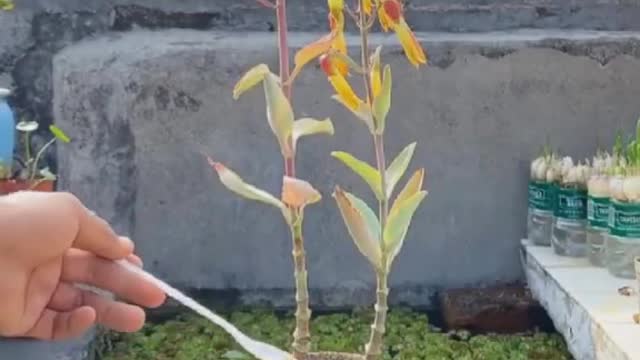 Teach you how to make bonsai easily