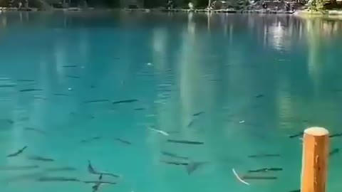 This is a beautiful and charming water-dwelling species