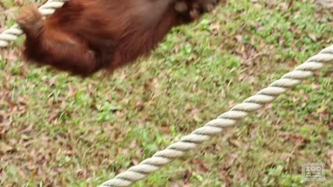 Introducing Orangutan Keju