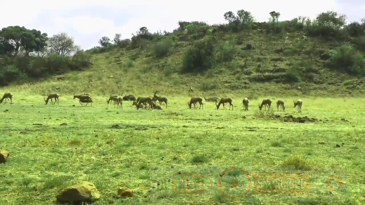 Animals Birds Nature View