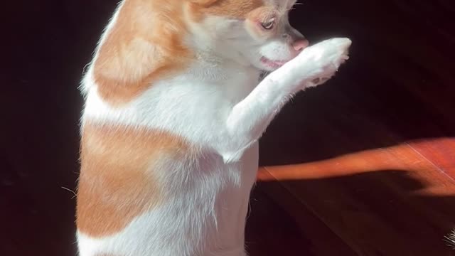 # cuteness