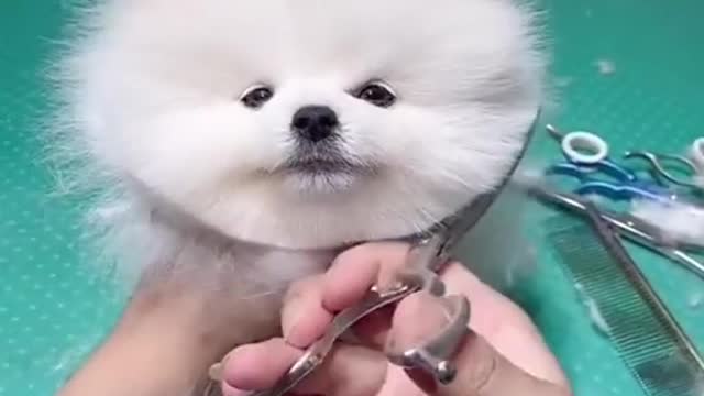 cute & funny dog