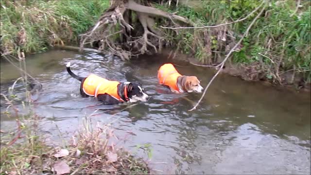 Bobbi and Rocky Cool Down in the Creek