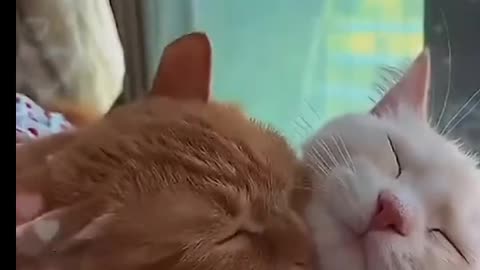 Cut cat