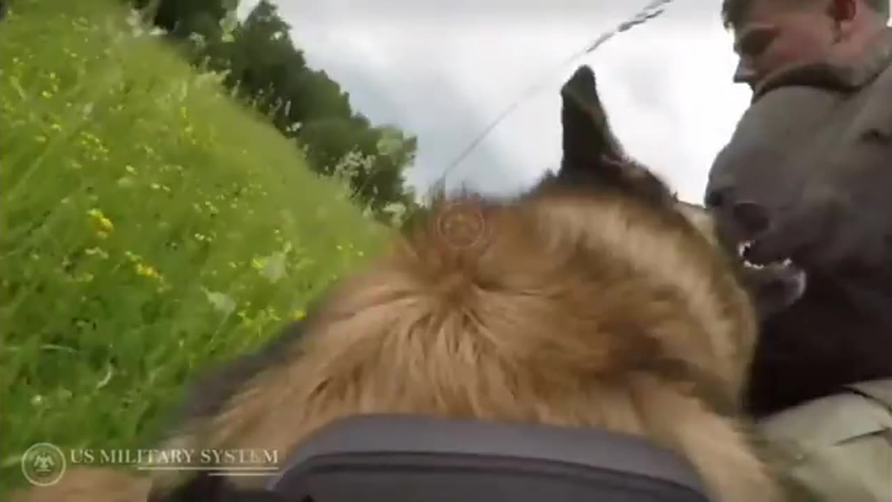 Military dog..