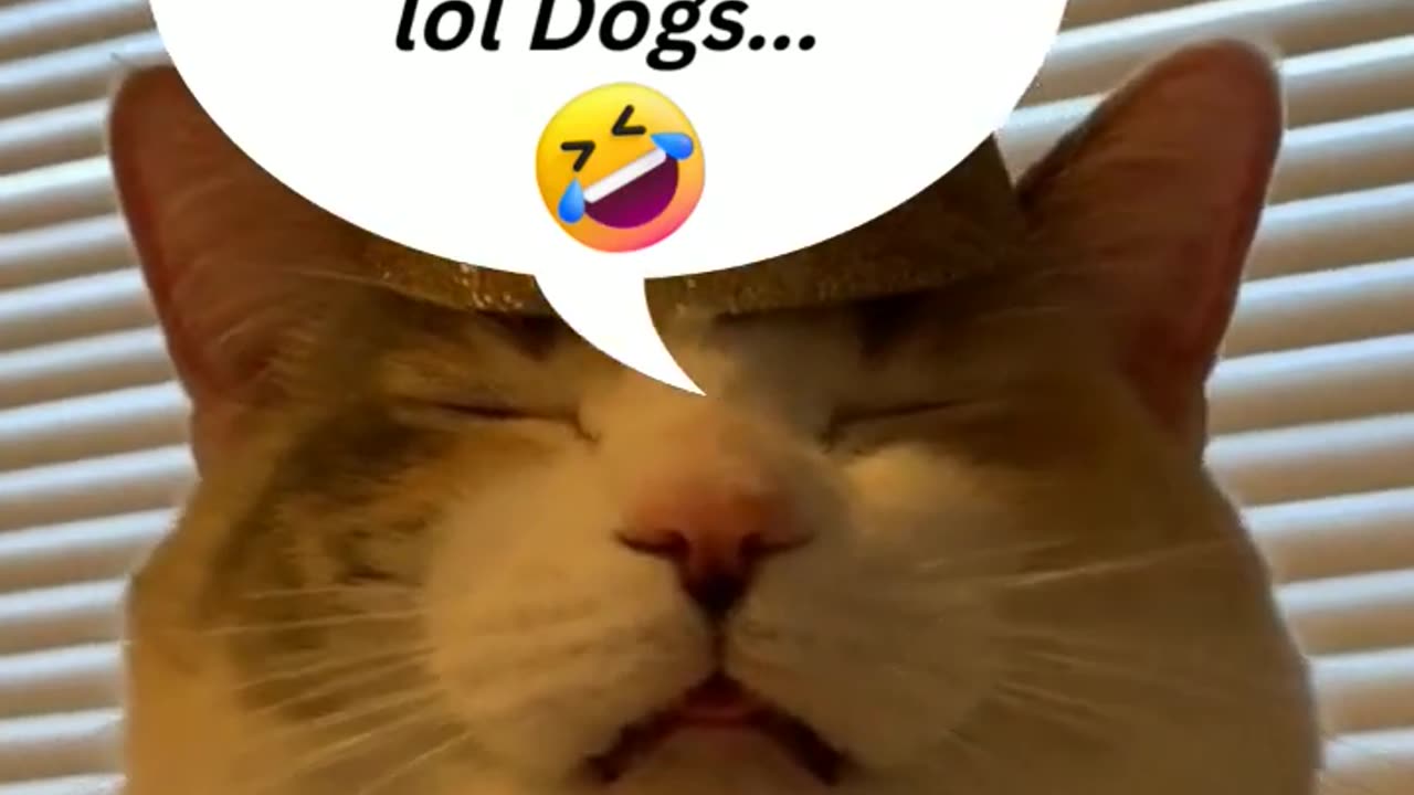 funny animal videos