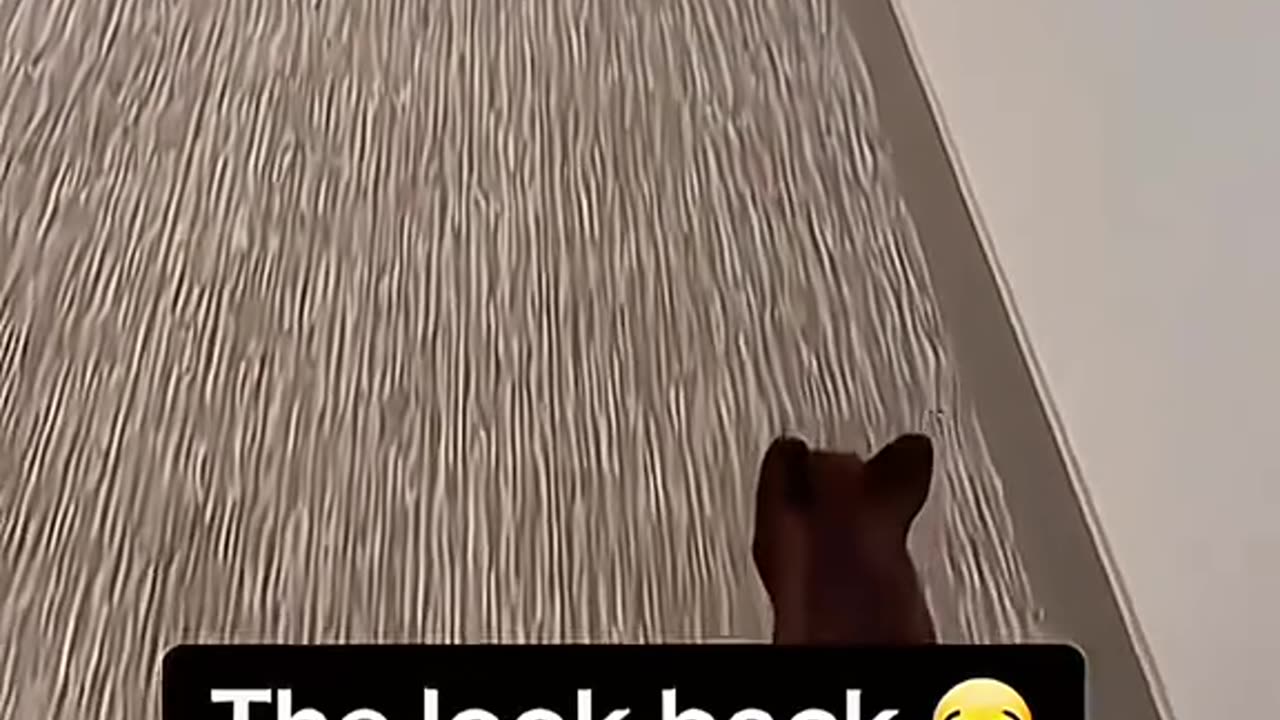 Dog funny compilation
