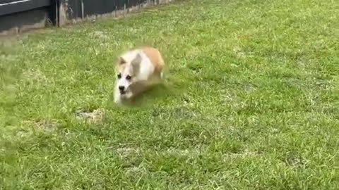 This is the definition of a Corgi with Commitment issues 😅