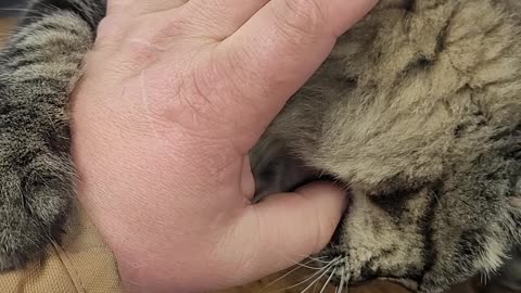 Cat attack me