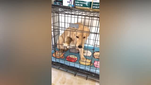 Reações de Cachorros vendo Corta um Bolo de Cachorro (Vídeo engraçado)