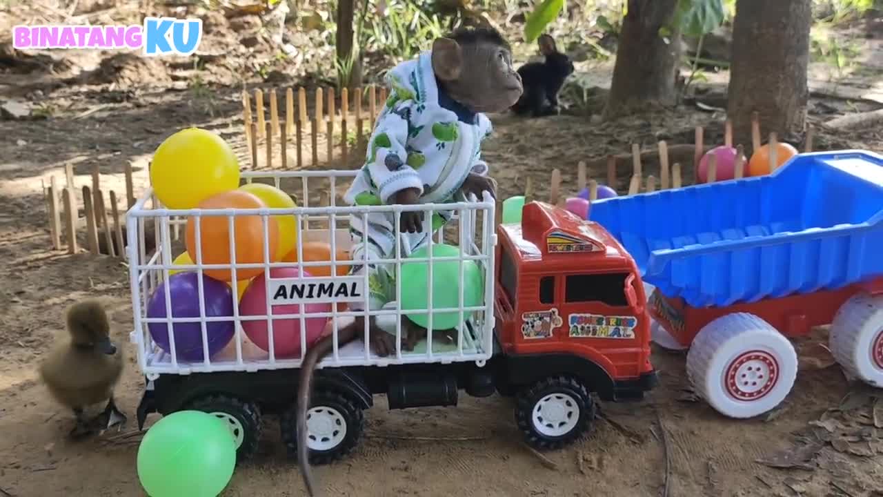 Cute Monkey Luby Playing Ball with Rabbit and Duck