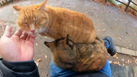 Two cats warm each other on a human's lap