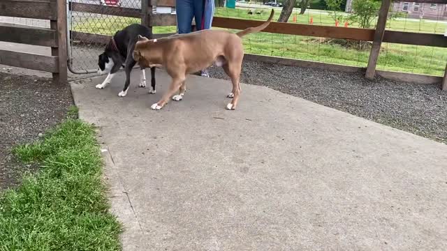 German Shepherd Attacks Pitbull [OFF LEASH DOG PARK]